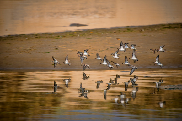 Flying Sanderlings reflected