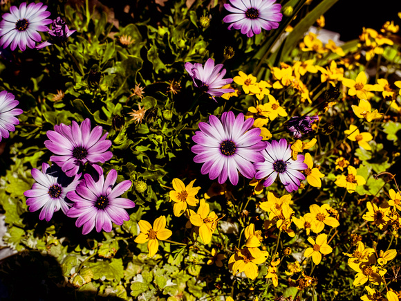 Flowers in front yard