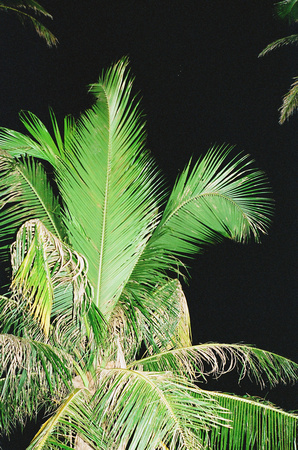 Palm in Guam