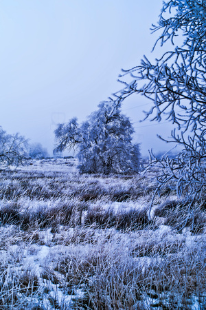 frozen field